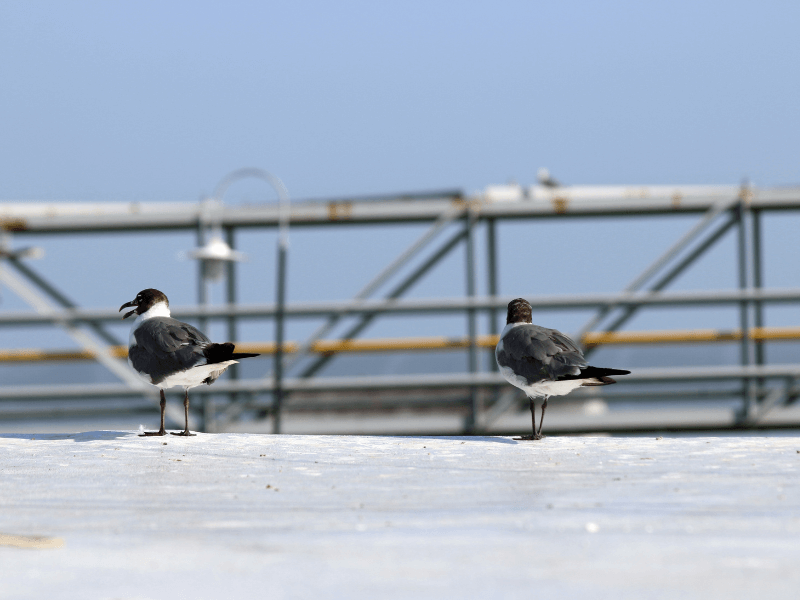 The Dangers of Birds: How They Can Damage Your Commercial Roof and What you can do to Prevent It